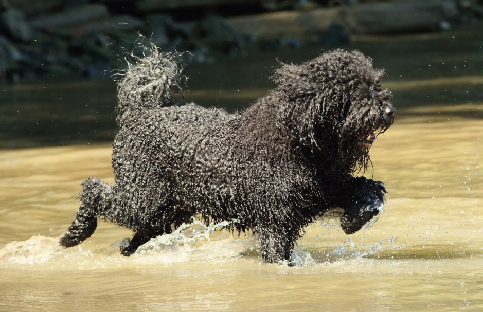 canine sports with the Barbet