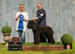 gch. neigenuveaux king of the road (kent)